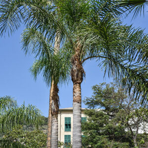 PALMA REGINA, SYAGRUS ROMANZOFFIANA, ARECACEAE, BRASILE - 2139