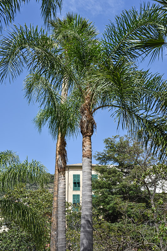 PALMA REGINA, SYAGRUS ROMANZOFFIANA, ARECACEAE, BRASILE - 2139