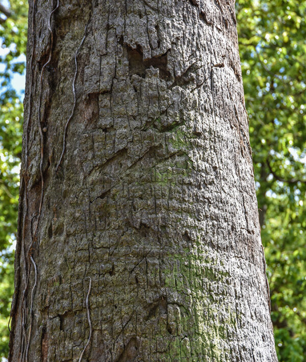 PALMA CALIFORNIANA, WASHINGTONIA FILIFERA, ARECACEAE, CALIFORNIA MERIDIONALE, MESSICO SETTENTRIONALE - 2144