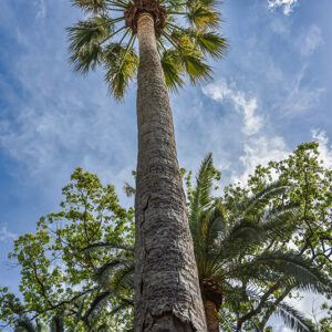PALMA CALIFORNIANA, WASHINGTONIA FILIFERA, ARECACEAE, CALIFORNIA MERIDIONALE, MESSICO SETTENTRIONALE - 2145