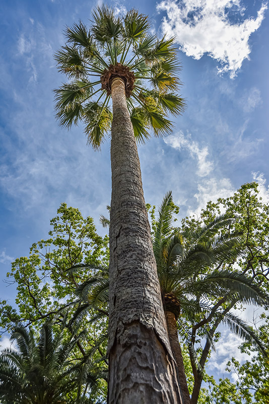 PALMA CALIFORNIANA, WASHINGTONIA FILIFERA, ARECACEAE, CALIFORNIA MERIDIONALE, MESSICO SETTENTRIONALE - 2145