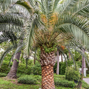 PHOENIX CANARIENSIS, PALMA DELLE CANARIE, ARECACEAE, CANARIE - 2159