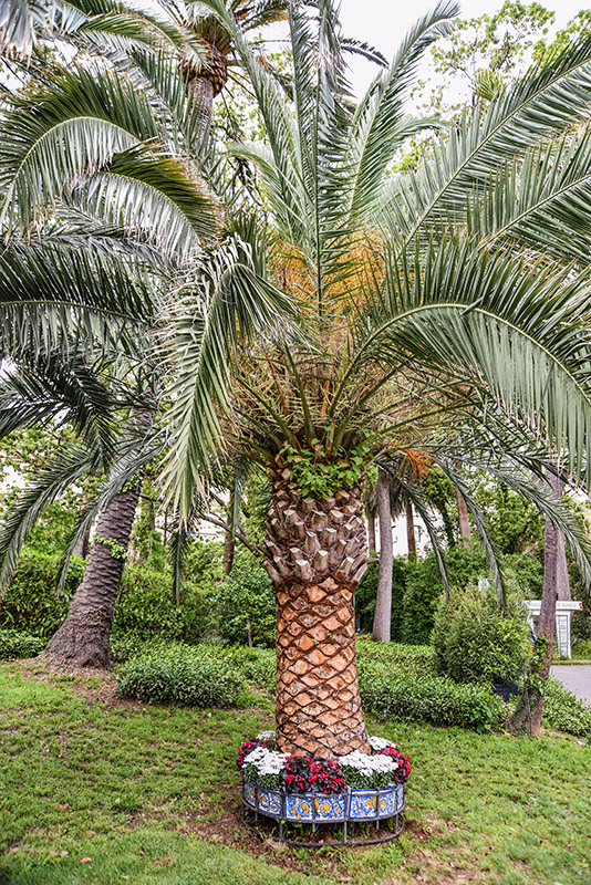 PHOENIX CANARIENSIS, PALMA DELLE CANARIE, ARECACEAE, CANARIE - 2159