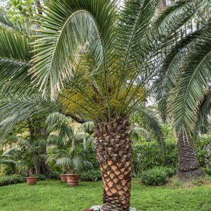 PHOENIX CANARIENSIS, PALMA DELLE CANARIE, ARECACEAE, CANARIE - 2160