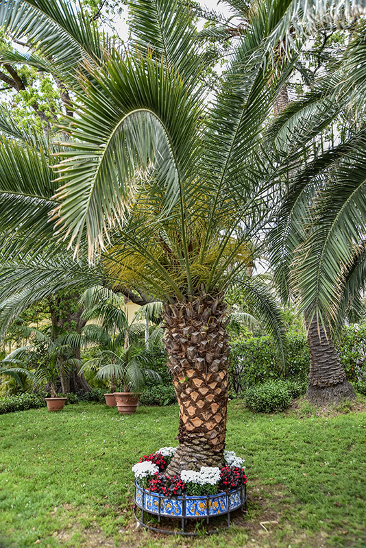 PHOENIX CANARIENSIS, PALMA DELLE CANARIE, ARECACEAE, CANARIE - 2160