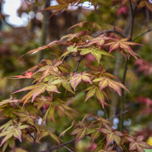 ACER PALMATUM DESHOJO, ACERACEAE - 2193