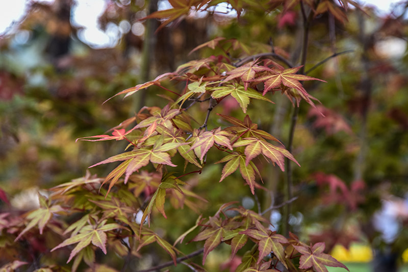 ACER PALMATUM DESHOJO, ACERACEAE - 2193 - immagine 1