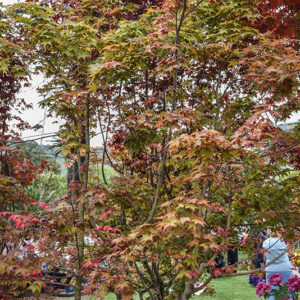 ACER PALMATUM DESHOJO, ACERACEAE - 2194