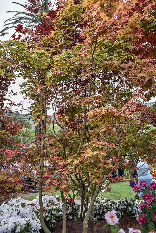 ACER PALMATUM DESHOJO, ACERACEAE - 2194