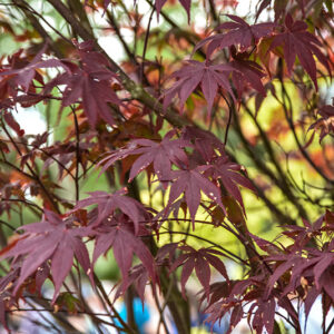 ACER PALMATUM BLOODGOOD, ACERACEAE - 2197