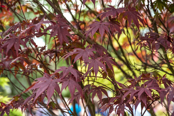 ACER PALMATUM BLOODGOOD, ACERACEAE - 2197