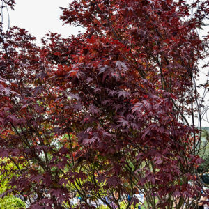 ACER PALMATUM BLOODGOOD, ACERACEAE - 2198