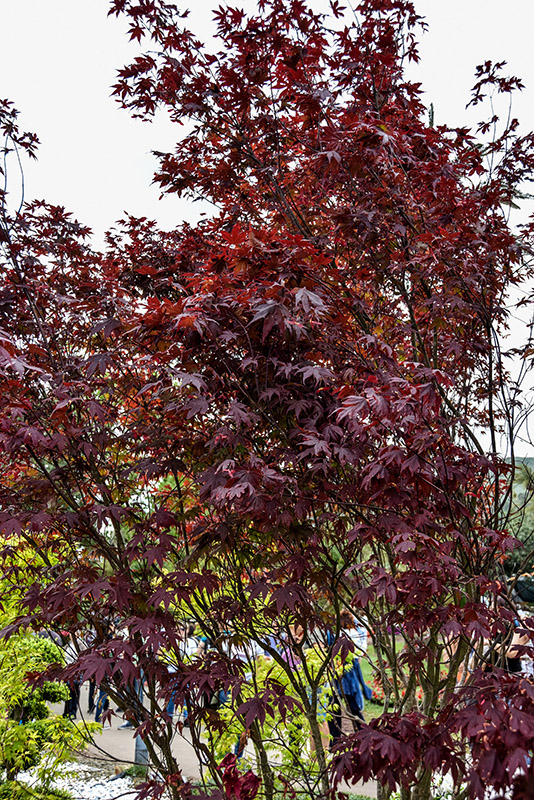 ACER PALMATUM BLOODGOOD, ACERACEAE - 2198