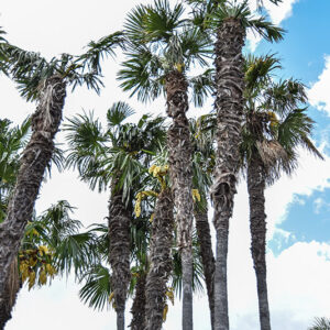 PALMA CINESE, TRACHYCARPUS FORTUNEI, ARECACEAE, CHINA - 2235