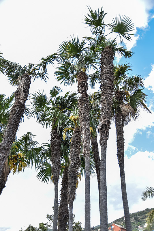 PALMA CINESE, TRACHYCARPUS FORTUNEI, ARECACEAE, CHINA - 2235