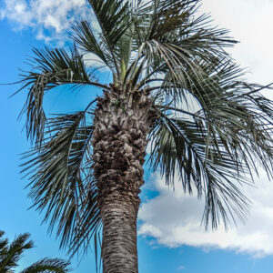 BUTIA CAPITATA, ARECACEAE, ARGENTINA SETTENTRIONALE BRASILE MERIDIONALE - 2237