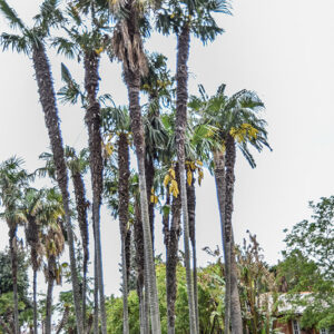 PALMA CINESE, TRACHYCARPUS FORTUNEI, ARECACEAE, CHINA - 2238