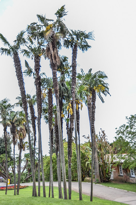 PALMA CINESE, TRACHYCARPUS FORTUNEI, ARECACEAE, CHINA - 2238