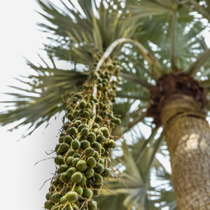 PALMA AZZURRA, BRAHEA ARMATA, ARECACEAE, MESSICO, BAIA CALIFORNIA - 2258