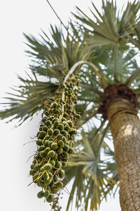 PALMA AZZURRA, BRAHEA ARMATA, ARECACEAE, MESSICO, BAIA CALIFORNIA - 2258