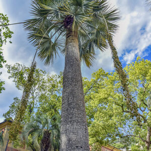 PALMA AZZURRA, BRAHEA ARMATA, ARECACEAE, MESSICO, BAIA CALIFORNIA - 2257