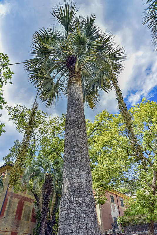 PALMA AZZURRA, BRAHEA ARMATA, ARECACEAE, MESSICO, BAIA CALIFORNIA - 2257