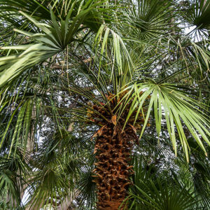 PALMA NANA, CHAMAEROPS HUMILIS, ARECACEAE, AREA MEDITERRANEA - 2425