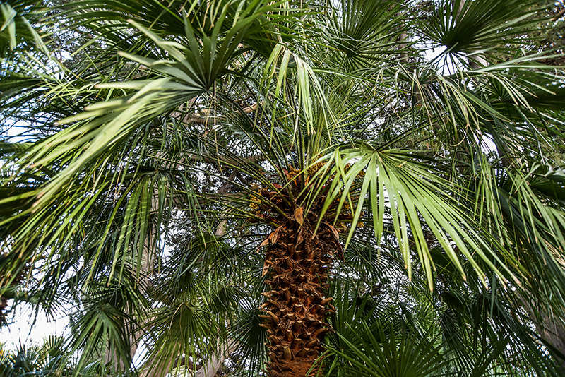PALMA NANA, CHAMAEROPS HUMILIS, ARECACEAE, AREA MEDITERRANEA - 2425 - immagine 1