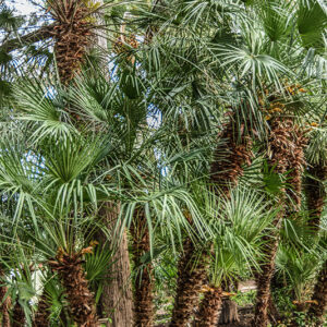 PALMA NANA, CHAMAEROPS HUMILIS, ARECACEAE, AREA MEDITERRANEA - 2426