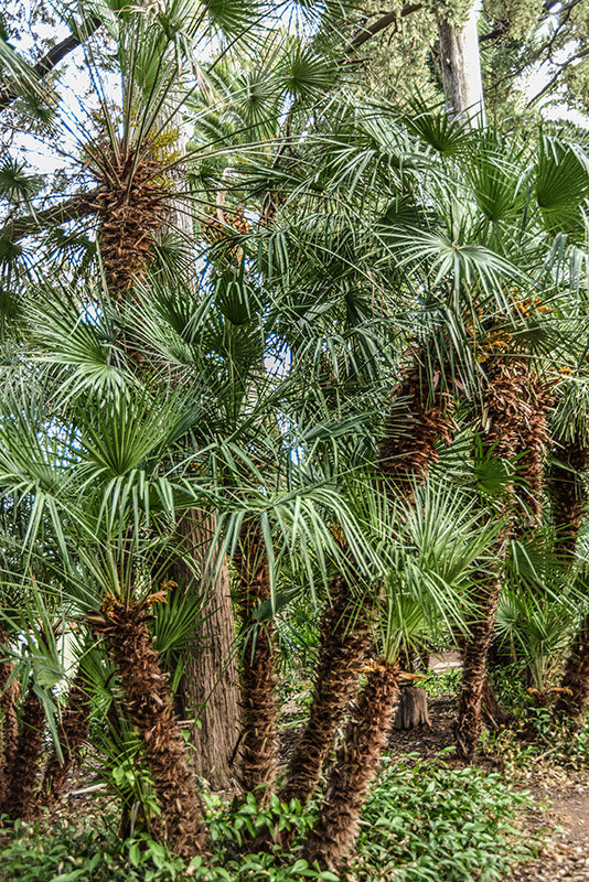 PALMA NANA, CHAMAEROPS HUMILIS, ARECACEAE, AREA MEDITERRANEA - 2426