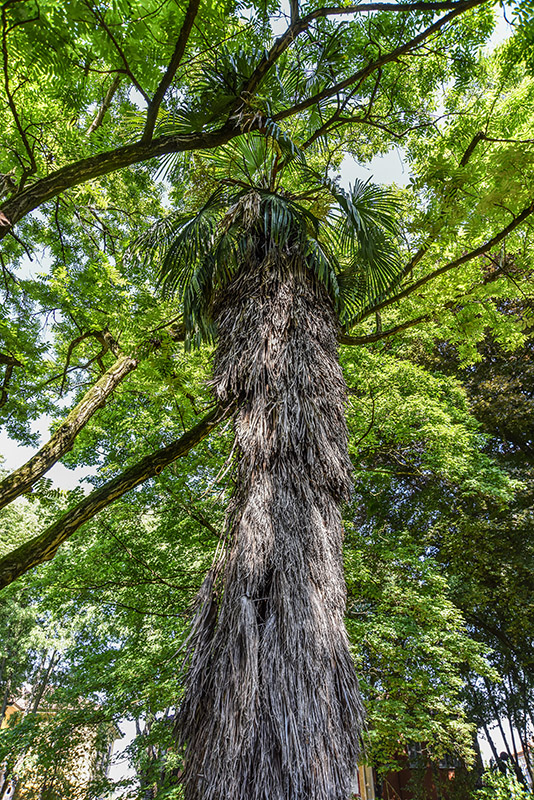 TRACHYCARPUS FORTUNEI, PALMA CINESE, ARECACEAE - 2953