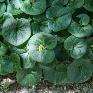 ASARUM EUROPAEUM, L, BACCARO COMUNE, ASARABACCA, EUROPA, ASIA OCCIDENTALE, ARISTOLOCHIACEAE - 3586