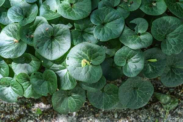 ASARUM EUROPAEUM, L, BACCARO COMUNE, ASARABACCA, EUROPA, ASIA OCCIDENTALE, ARISTOLOCHIACEAE - 3586