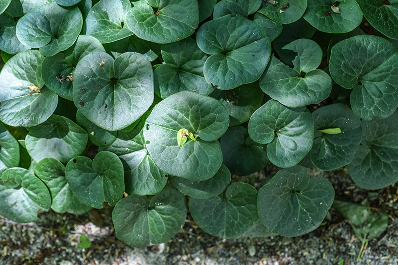ASARUM EUROPAEUM, L, BACCARO COMUNE, ASARABACCA, EUROPA, ASIA OCCIDENTALE, ARISTOLOCHIACEAE - 3586 - immagine 1