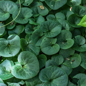 ASARUM EUROPAEUM, L, BACCARO COMUNE, ASARABACCA, EUROPA, ASIA OCCIDENTALE, ARISTOLOCHIACEAE - 3587