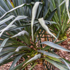 YUCCA GLORIOSA, L, YUCCA, CANDELIERE DEL SIGNORE, CANDELA ROMANA, SPANISH DAGGER, MOUNDILLY YUCCA, STATI UNITI ORIENTALI, USA - 0128