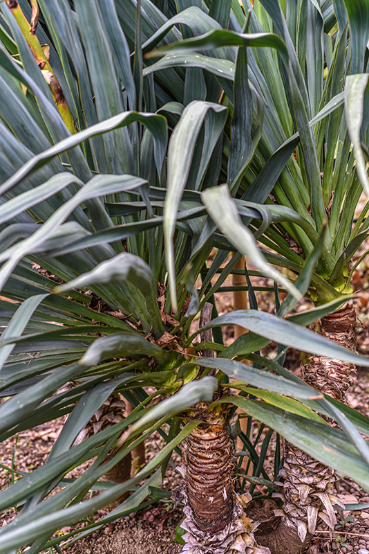 YUCCA GLORIOSA, L, YUCCA, CANDELIERE DEL SIGNORE, CANDELA ROMANA, SPANISH DAGGER, MOUNDILLY YUCCA, STATI UNITI ORIENTALI, USA - 0128