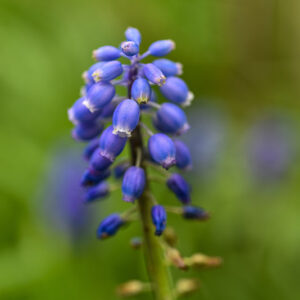 MUSCARI BOTRYOIDES, L, ASPARAGACEAE, MUSCARI AZZURRI, COMMON GRAPE HYACINTH - 0144