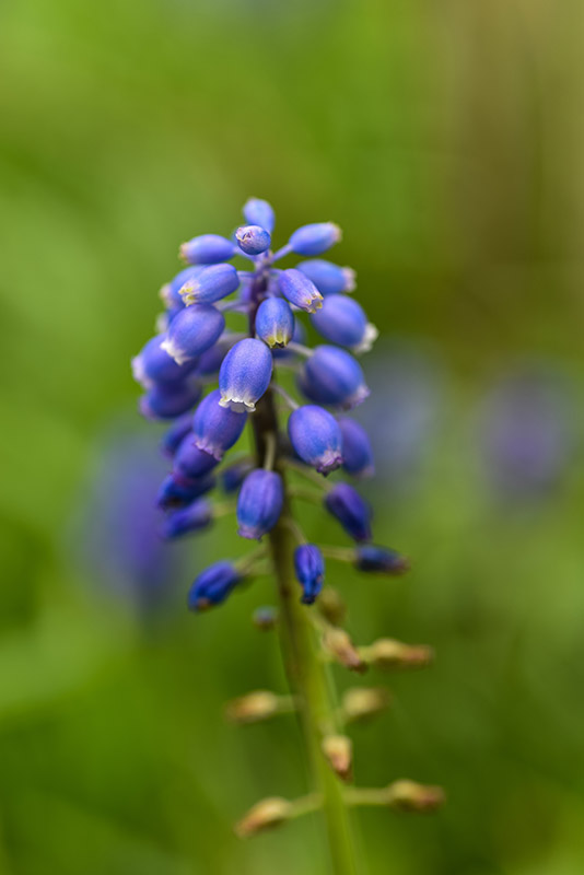 MUSCARI BOTRYOIDES, L, ASPARAGACEAE, MUSCARI AZZURRI, COMMON GRAPE HYACINTH - 0144