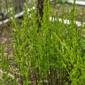 ASPARAGUS TENUIFOLIUS, ASPARAGO SELVATICO, ASPARAGACEAE - 0139