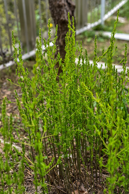 ASPARAGUS TENUIFOLIUS, ASPARAGO SELVATICO, ASPARAGACEAE - 0139