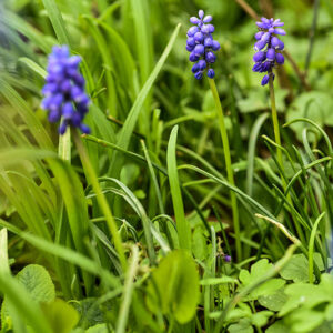 MUSCARI BOTRYOIDES, L, ASPARAGACEAE, MUSCARI AZZURRI, COMMON GRAPE HYACINTH - 0145