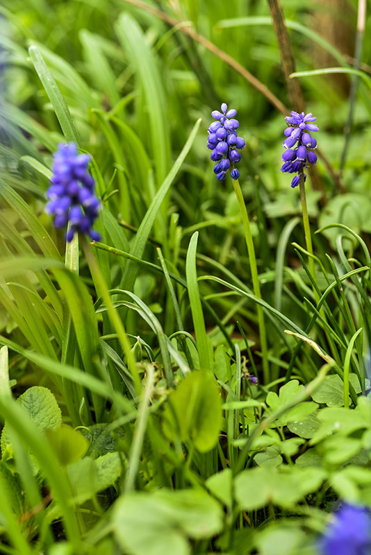MUSCARI BOTRYOIDES, L, ASPARAGACEAE, MUSCARI AZZURRI, COMMON GRAPE HYACINTH - 0145