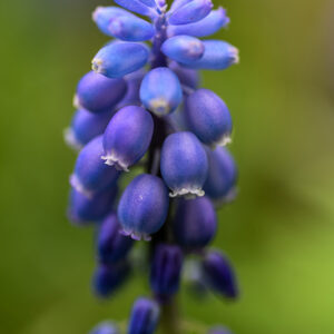 MUSCARI BOTRYOIDES, L, ASPARAGACEAE, MUSCARI AZZURRI, COMMON GRAPE HYACINTH - 0146