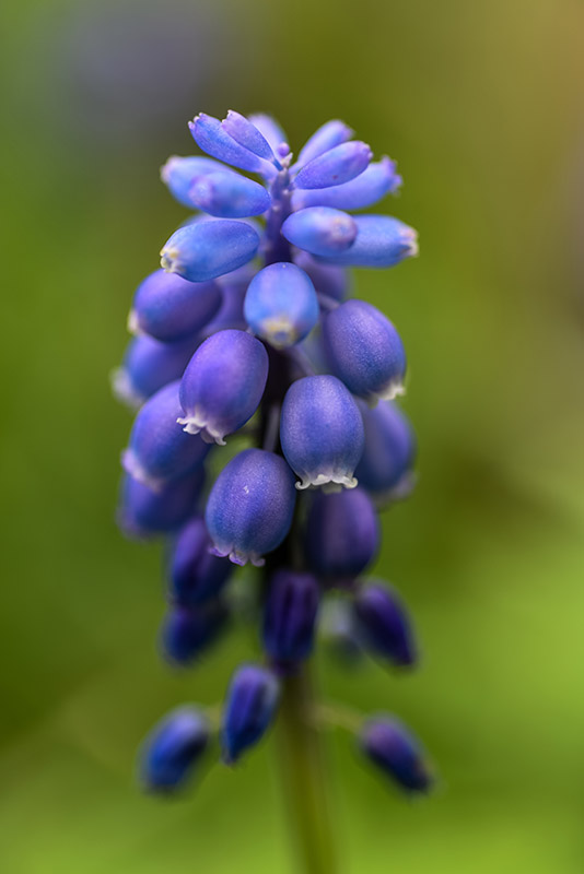 MUSCARI BOTRYOIDES, L, ASPARAGACEAE, MUSCARI AZZURRI, COMMON GRAPE HYACINTH - 0146