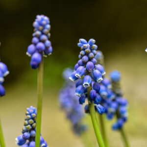 MUSCARI BOTRYOIDES, L, ASPARAGACEAE, MUSCARI AZZURRI, COMMON GRAPE HYACINTH - 0152