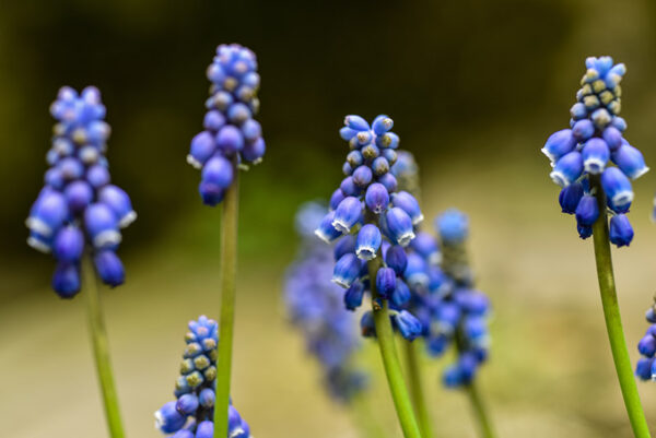 MUSCARI BOTRYOIDES, L, ASPARAGACEAE, MUSCARI AZZURRI, COMMON GRAPE HYACINTH - 0152
