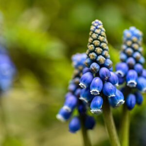 MUSCARI BOTRYOIDES, L, ASPARAGACEAE, MUSCARI AZZURRI, COMMON GRAPE HYACINTH - 0154