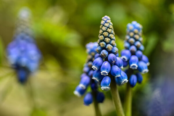 MUSCARI BOTRYOIDES, L, ASPARAGACEAE, MUSCARI AZZURRI, COMMON GRAPE HYACINTH - 0154