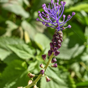 MUSCARI COMOSUM, L, CIPOLLACCIO, TASSEL HYACINT, ASPARAGACEAE, AREA MEDITERRANEA - 0280